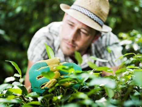 A final follow-up discussion after a tree surgery complaint is resolved
